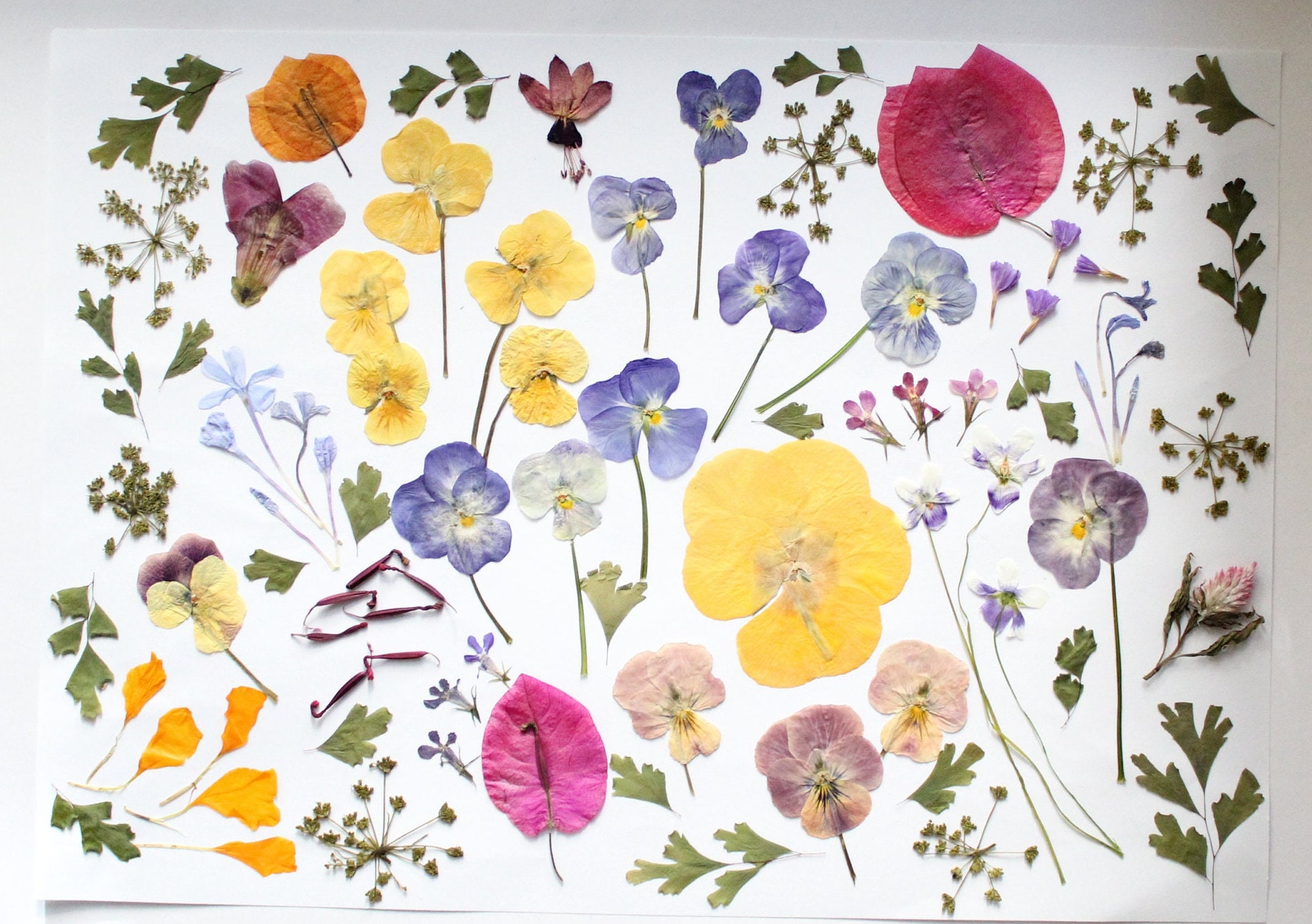 80pc Edible Pressed Flowers Mixed Dried Flowers Wedding Cake Etsy