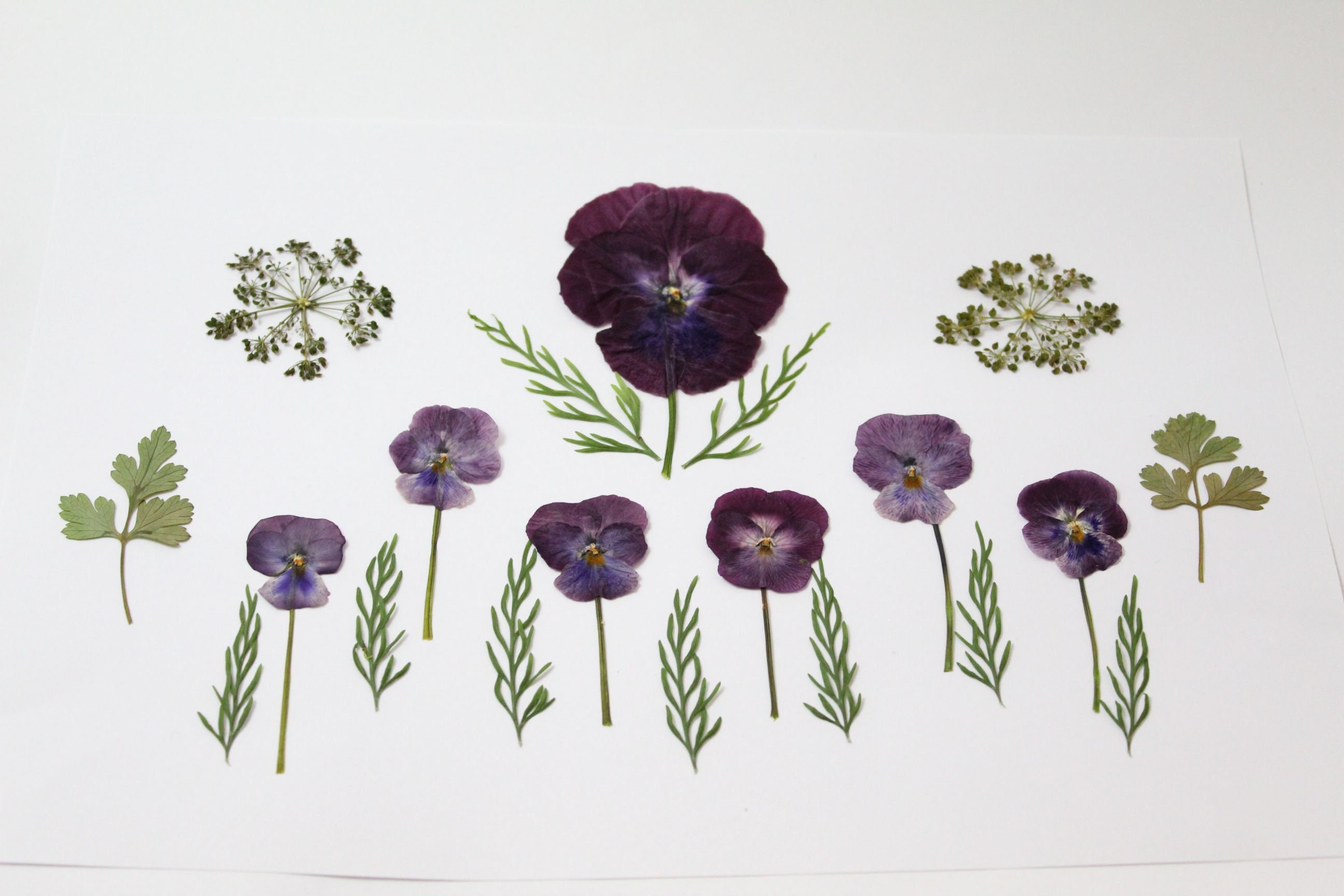 20pc Edible Pressed Flowers Mixed Dried Flowers for Wedding Etsy