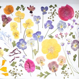 May include: A collection of pressed flowers in shades of yellow, purple, pink, and orange, displayed on a white surface. The arrangement includes pansies, leaves, and other delicate floral elements, suitable for crafting or decorative use.