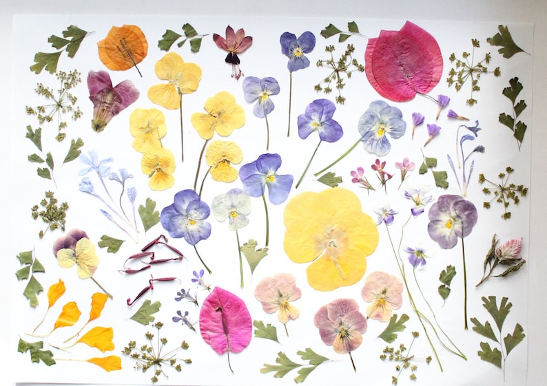 May include: A collection of pressed flowers in shades of yellow, purple, pink, and orange, displayed on a white surface. The arrangement includes pansies, leaves, and other delicate floral elements, suitable for crafting or decorative use.