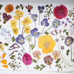 May include: A display of pressed flowers and leaves, including pansies and other blooms in shades of yellow, purple, pink, and orange. The arrangement is set against a white backdrop, ideal for crafting or decorative projects. The flowers and leaves are carefully preserved.