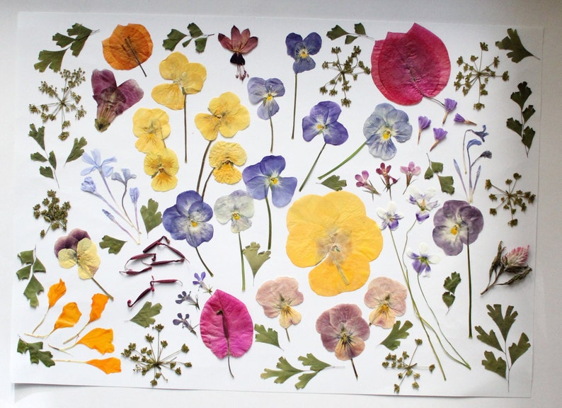 May include: A display of pressed flowers and leaves, including pansies and other blooms in shades of yellow, purple, pink, and orange. The arrangement is set against a white backdrop, ideal for crafting or decorative projects. The flowers and leaves are carefully preserved.