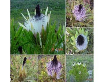 Proteggere scolymocephala SEMI-CARDO proteggere