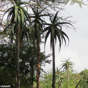 Aloe Ballyi - Rat Aloe - Palm Tree Like Aloe - 5 Seeds - Rare