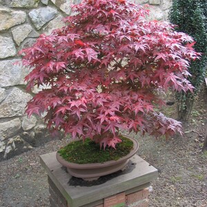 Acer Palmatum Japanese Maple Ornamental Bonsai Tree Rare 10 Seeds image 1