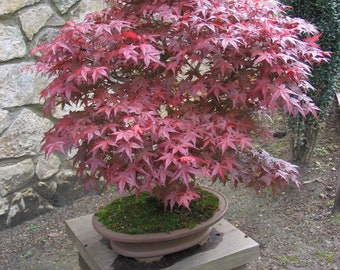 Acer Palmatum * Japanese Maple * Ornamental Bonsai Tree * Rare * 10 Seeds *