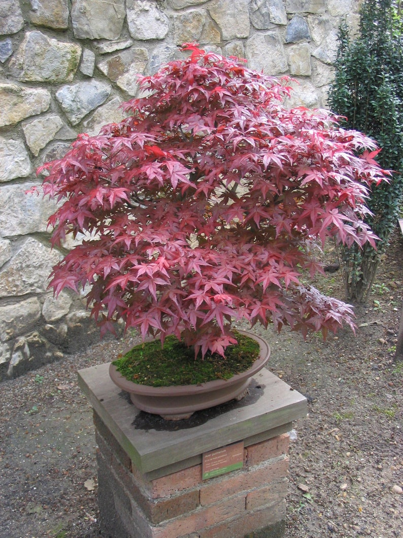 Acer Palmatum Japanese Maple Ornamental Bonsai Tree Rare 10 Seeds image 1