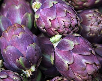 Cynara Cardunculus Scolymus * Violetta Di Chioggia Purple Artichoke * RARE 5 Seeds