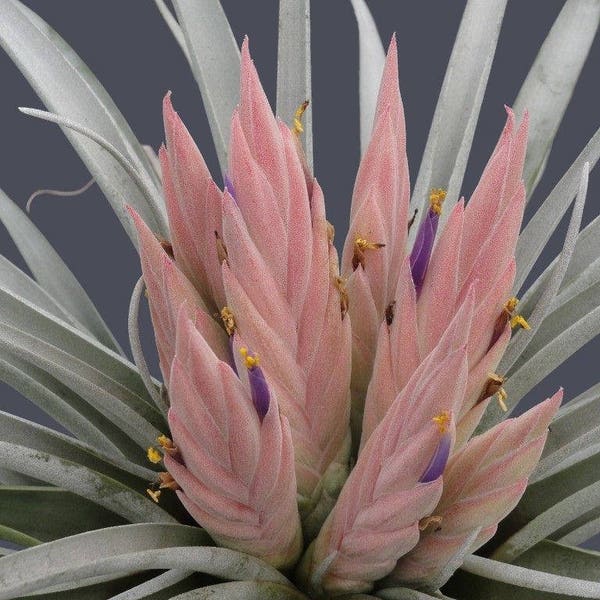 Tillandsia Carlsoniae ~ Air Plant ~ Bromeliad ~ Rare ~ Easy Growing ~ 5 Seeds ~