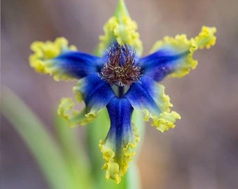 Ferraria Uncinata - Fleurs bleues à violettes frappantes - 5 graines