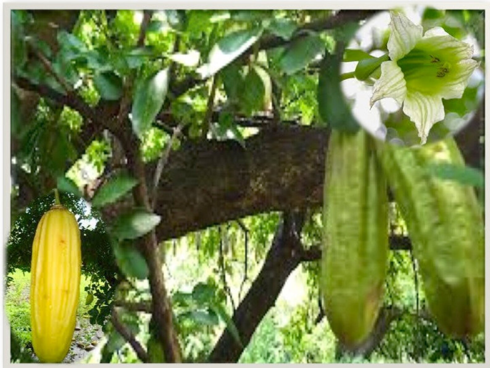 Parmentiera Edulis Aculeata GUAJILOTE Edible & Sweet Tropical | Etsy