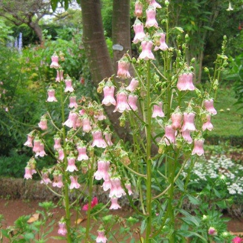 Campanula Vidalii ~ Azorina Vidalii ~ Pink Madeiran Bellflower ~ 20 Seeds ~