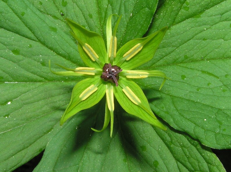 Paris Quadrifolia Paris Herb True Lover Knot Medicinal Unusual 3 Seeds Rare image 3