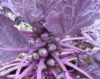 Brussels Sprout Purple - 50 Seeds - Red Ball - Fresh Seeds - Rare