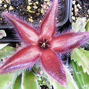 Stapelia Asterias Amazing Star Fish Flowers Rare Low Cactus 3 Seeds image 3