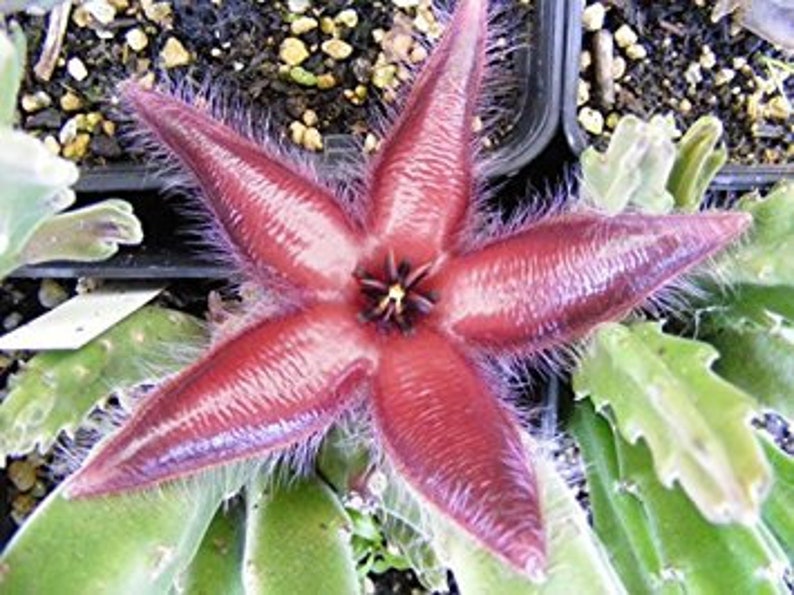 Stapelia Asterias Amazing Star Fish Flowers Rare Low Cactus 3 Seeds image 3