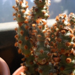 Tephrocactus Molinensis Opuntia Molinensis Fresh Cactus 5 Seeds Very Rare image 2