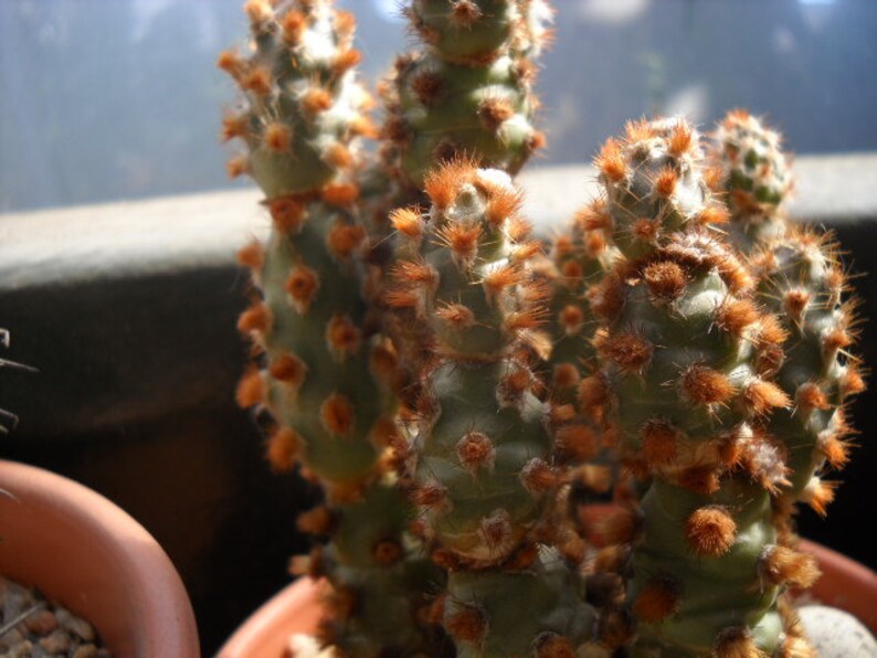 Tephrocactus Molinensis Opuntia Molinensis Cactus frais 5 graines Très rare image 2