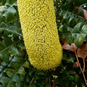 Banksia Conferta Glasshouse Banksia Stunning Shrub Very Rare Limited 5 Seeds image 3