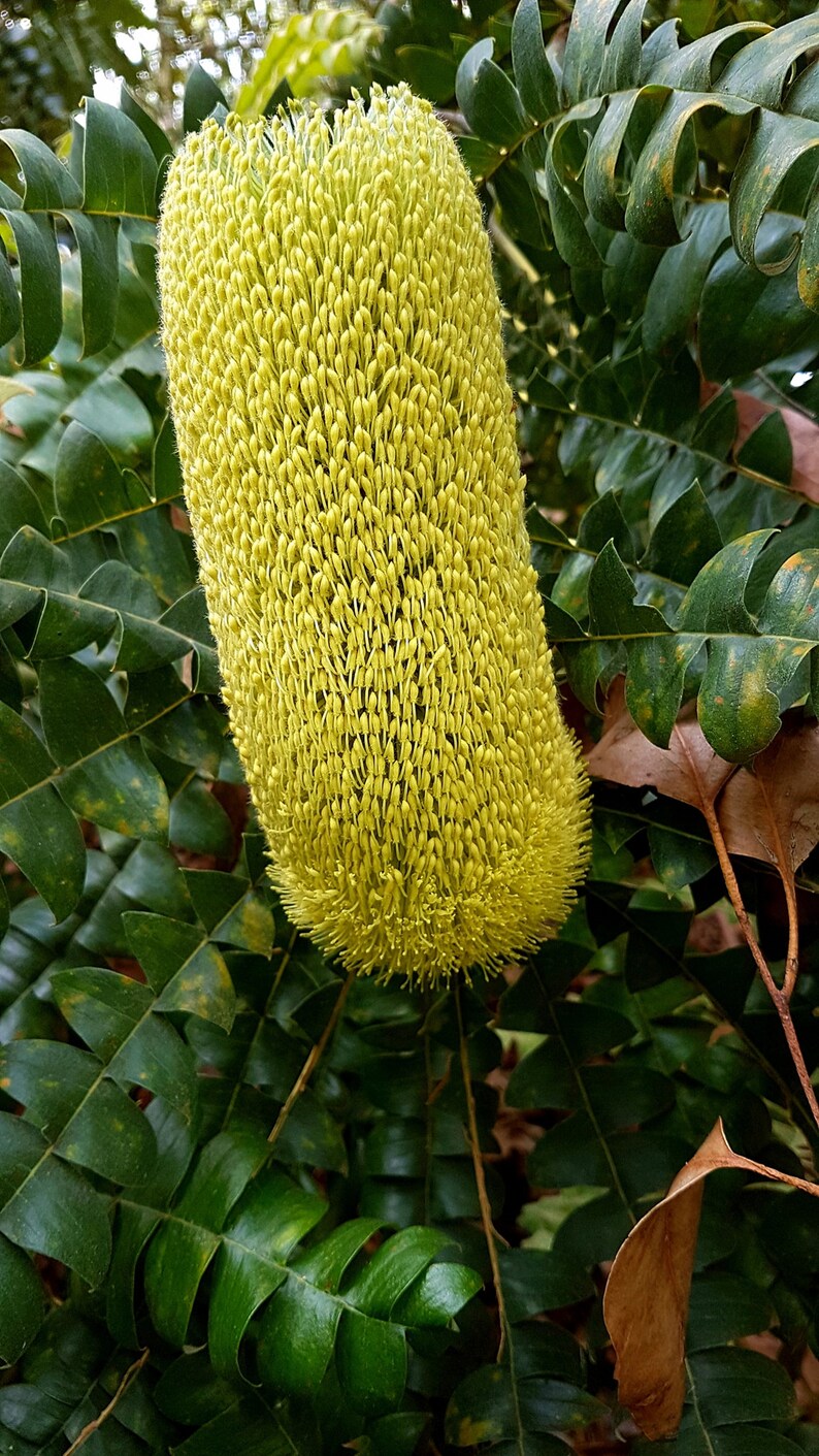 Banksia Conferta Glasshouse Banksia Stunning Shrub Very Rare Limited 5 Seeds image 3