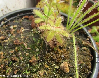 Drosera Hilaris - Carnivorous Plant - Very Rare - 10 Seeds