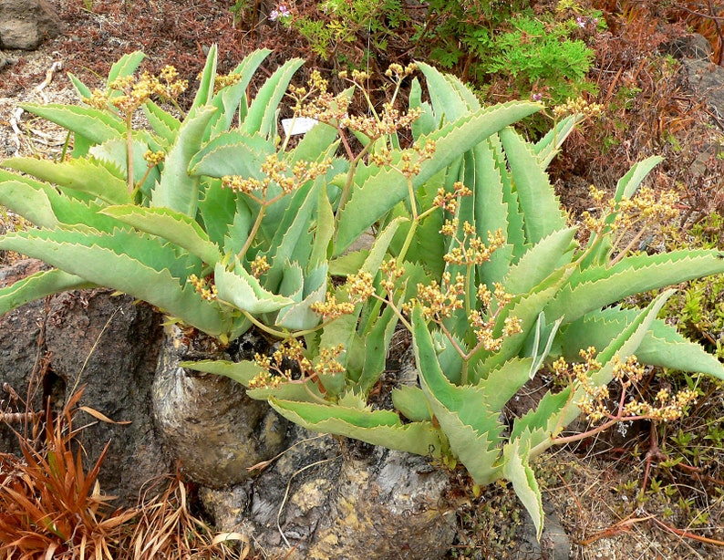 Cyphostemma Juttae Namibian Grape Stunning Succulent Grape Rare 3 Seeds image 3