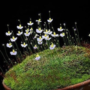 Utricularia Bisquamata * South African Bladderwort * Carnivorous * 10 Seeds *