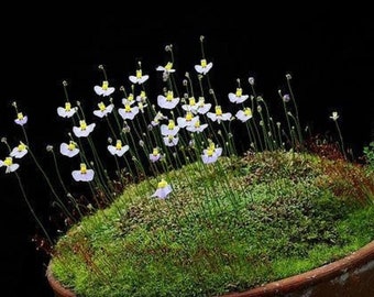 Utricularia Bisquamata * Südafrikanischer Schlauchwurz * Fleischfressend * 10 Samen *