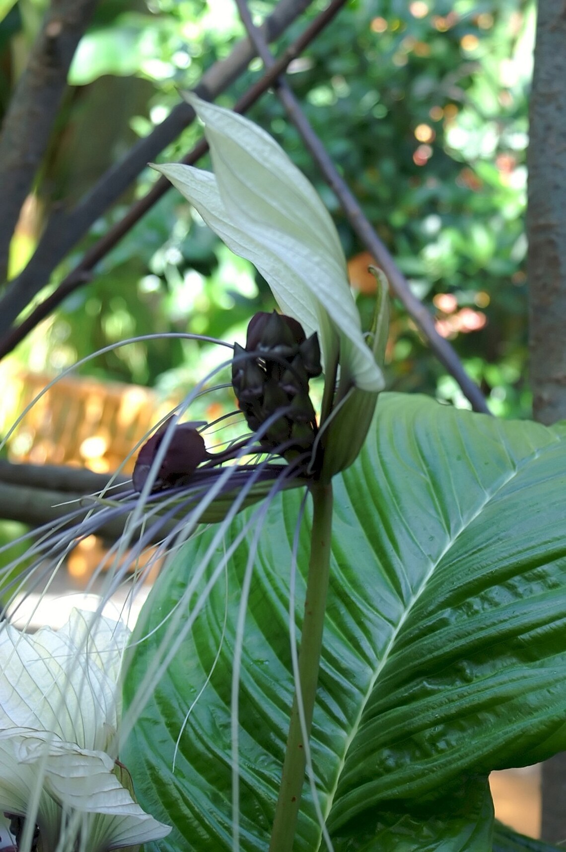 Tacca Integrifolia White Bat Flower Stunning Perennial Etsy