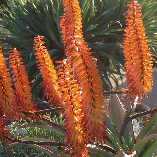 Aloe Marlothii – Mountain Aloe - 10 Seeds - Flat-Flowered Aloe - Fresh Seeds