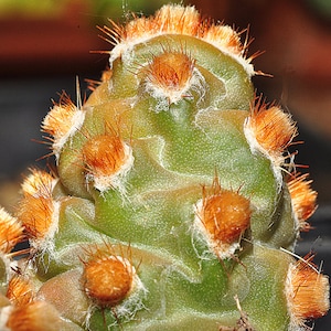 Tephrocactus Molinensis Opuntia Molinensis Cactus frais 5 graines Très rare image 3