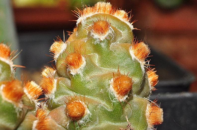 Tephrocactus Molinensis Opuntia Molinensis Fresh Cactus 5 Seeds Very Rare image 3