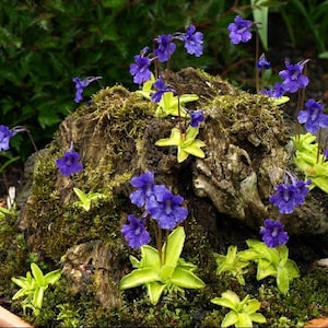 Pinguicula Vulgaris ~ Butterwort Carnivorous ~ Valentine's Flower ~ Rare 10 Seeds