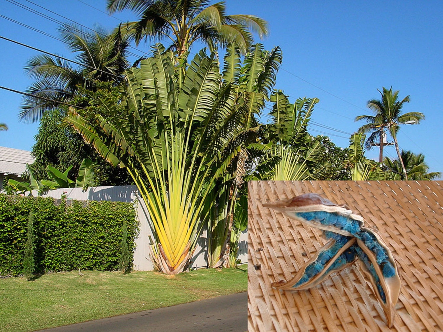 RAVENALA madagascariensis - Travelers Palm, seed, buy – Australian
