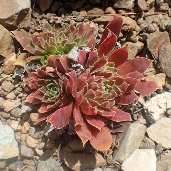 Jovibarba Heuffelii * Sempervivum Heuffelii * Job's Beard * House Leek * 20 Seeds *