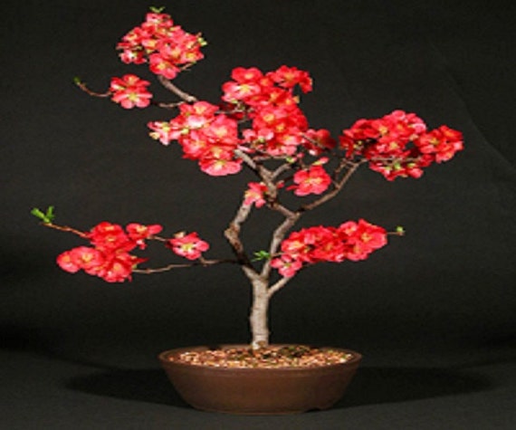 Chaenomeles japonica Nani giapponese fioritura di mele cotogne Seeds