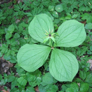 Paris Quadrifolia Paris Herb True Lover Knot Medicinal Unusual 3 Seeds Rare image 5