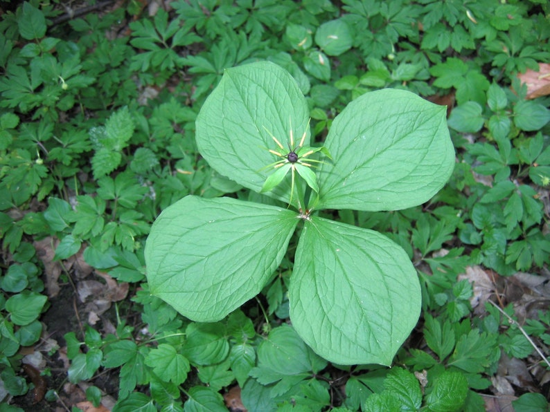 Paris Quadrifolia Paris Herb True Lover Knot Medicinal Unusual 3 Seeds Rare image 5