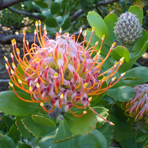 Leucospermum Praecox ~ Large Tufted Pincushion ~ Amazing Shrub ~ RARE 3 Seeds ~