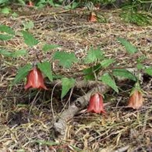 Canarina Canariensis Canary Islands Bell Flower Beautiful Rare 5 Seeds image 5