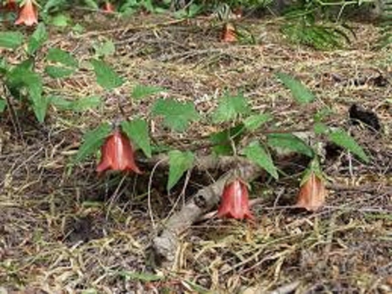 Canarina Canariensis Canary Islands Bell Flower Beautiful Rare 5 Seeds image 5