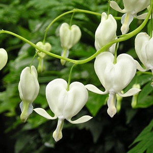 Dicentra Spectabilis Alba Bleeding Hearts Flower of Romance 5 Fresh Seeds image 3