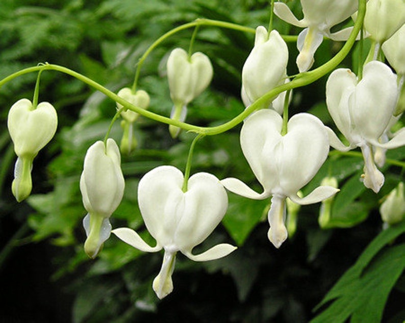 Dicentra Spectabilis Alba Bleeding Hearts Flower of Romance 5 Fresh Seeds image 3