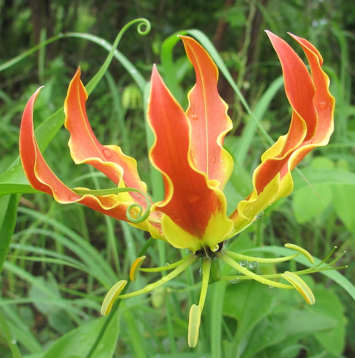 Gloriosa Superba Flame Lily Glory Lily Stunning Climber Etsy