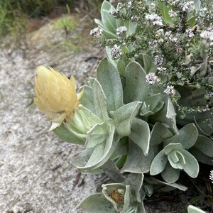 Syncarpha Speciosissima Cape Cream Everlasting Amazing Flowers Rare 5 Seeds image 2