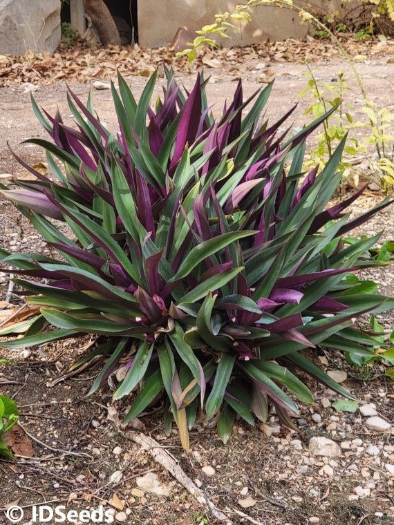 Традесканция spathacea Tricolor