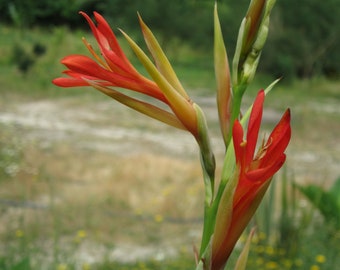 Canna Tuerckheimii * Indian Shot * Canna Lily * Superbe plante tropicale * Rare 4 graines *