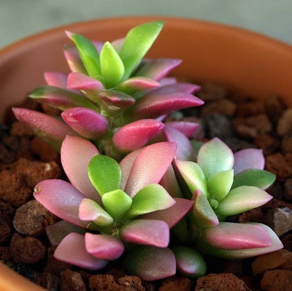 Anacampseros Telephiastrum Sunrise Succulents 5 Seeds Unique Pink Color Rare Anacampseros Telephiastrum Sunrise Succulents 5 Seeds Unique Pink Color Rare