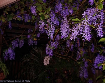 Petrea Volubilis - Purple Wreath - Queen's Wreath - Sandpaper Flowering Vine - 20 Seeds