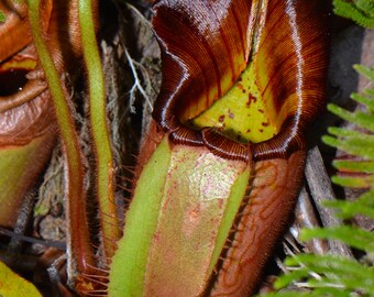 Nepenthes Veitchii * Veitch's Pitcher Plant * Extremely Rare * Limited * 5 Seeds *